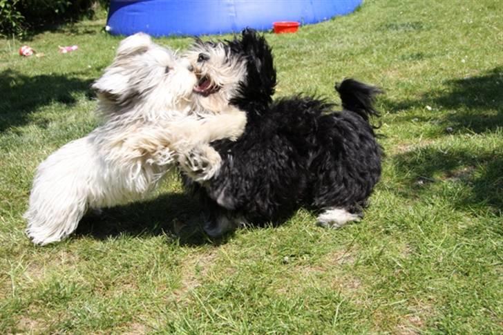 Bichon havanais Kennel Honiahaka`s Luna - Skal du have tæsk brormand.... billede 7