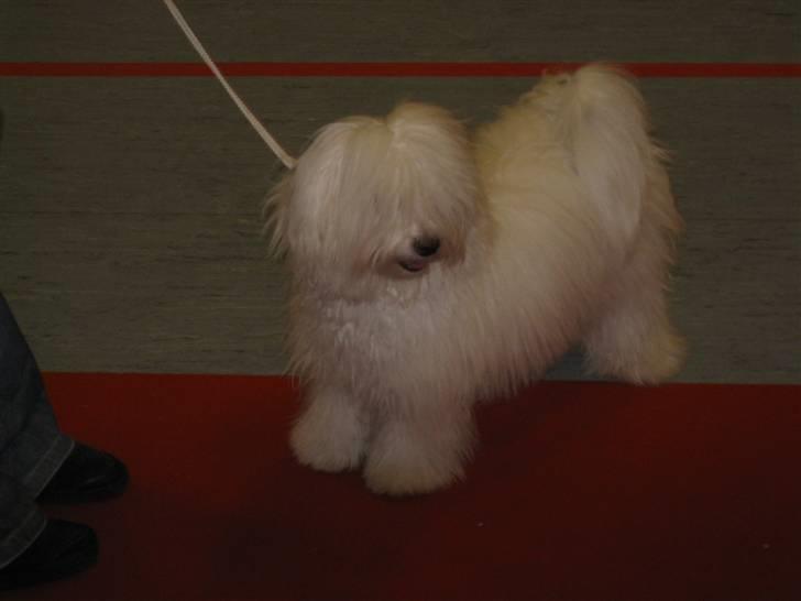 Bichon havanais Cadence billede 12