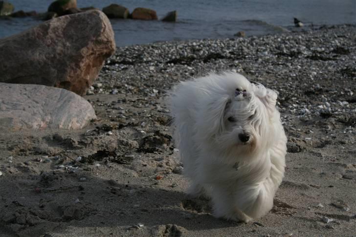 Bichon havanais Cadence billede 13