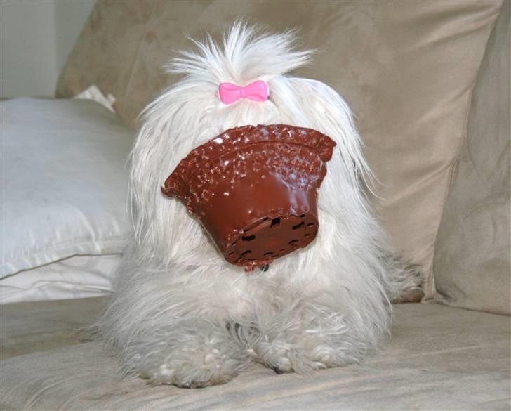 Bichon havanais Cadence billede 14