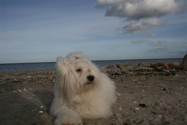 Bichon havanais Cadence billede 15