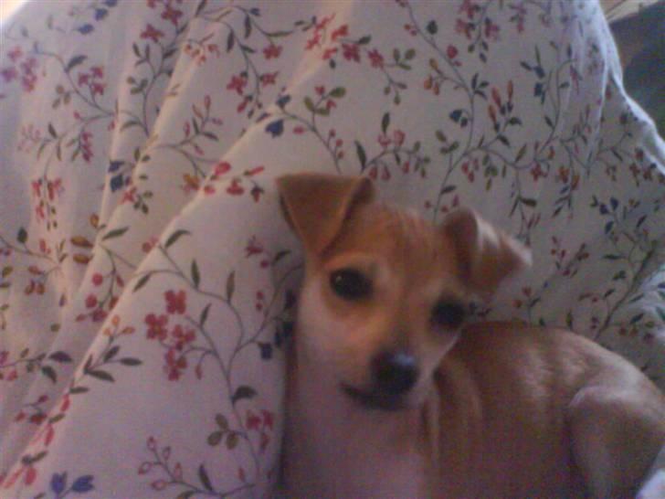 Chihuahua Chloé solgt 1/9-08 - Jeg får lov til at morgenputte i sengen :-) Er jeg ikke heldig? billede 4