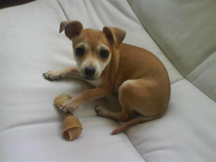 Chihuahua Chloé solgt 1/9-08 - Mit første kødben som jeg er meget glad for og ihærdigt prøver at gemme selvom jeg så ofte ikke selv kan finde det. billede 5