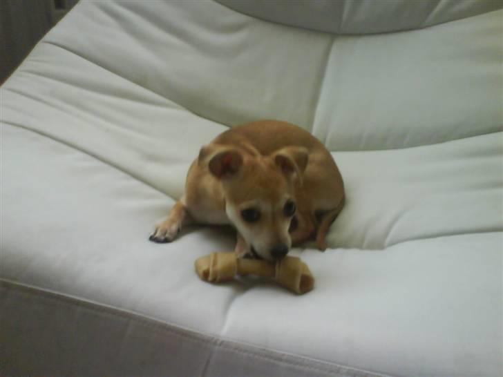 Chihuahua Chloé solgt 1/9-08 - Nam nam billede 6