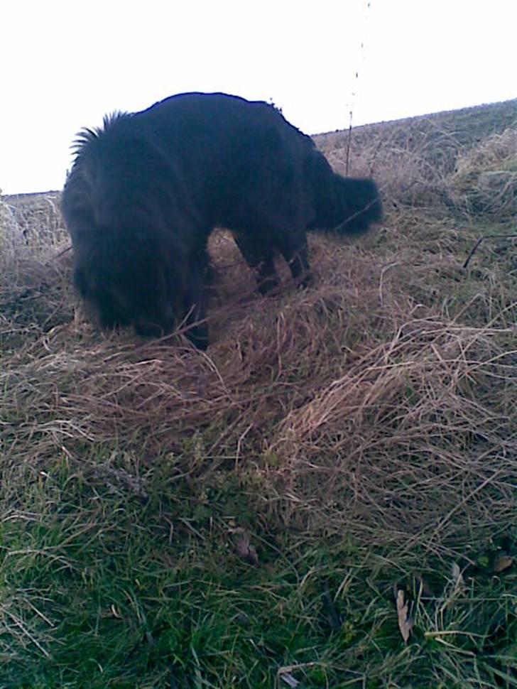 Blanding af racer retriver/newfoundlænder billede 8