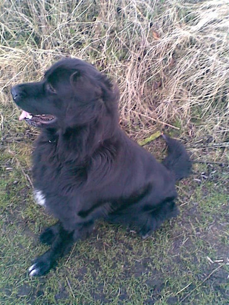 Blanding af racer retriver/newfoundlænder billede 9
