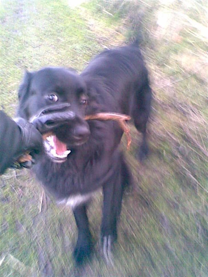 Blanding af racer retriver/newfoundlænder - go med en pind billede 10