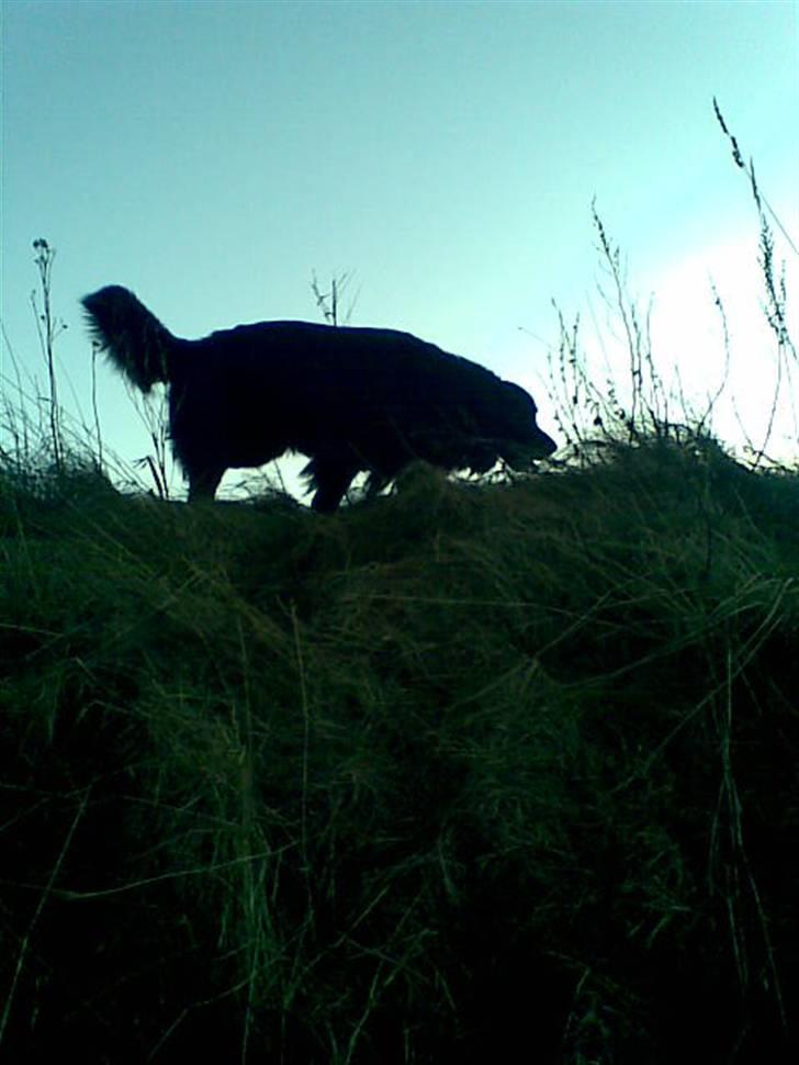 Blanding af racer retriver/newfoundlænder billede 11