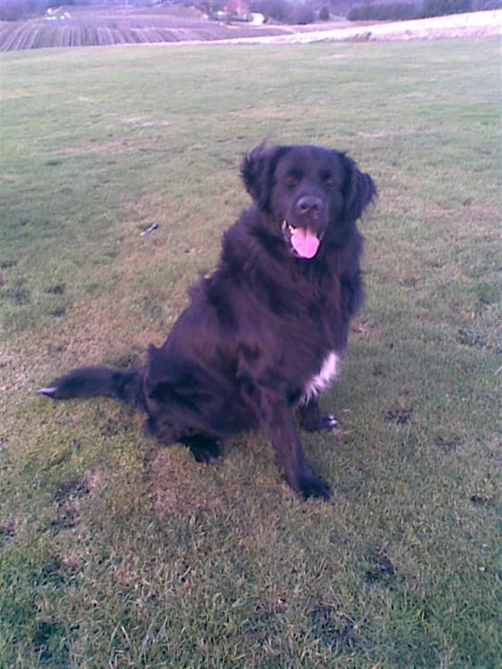 Blanding af racer retriver/newfoundlænder billede 12
