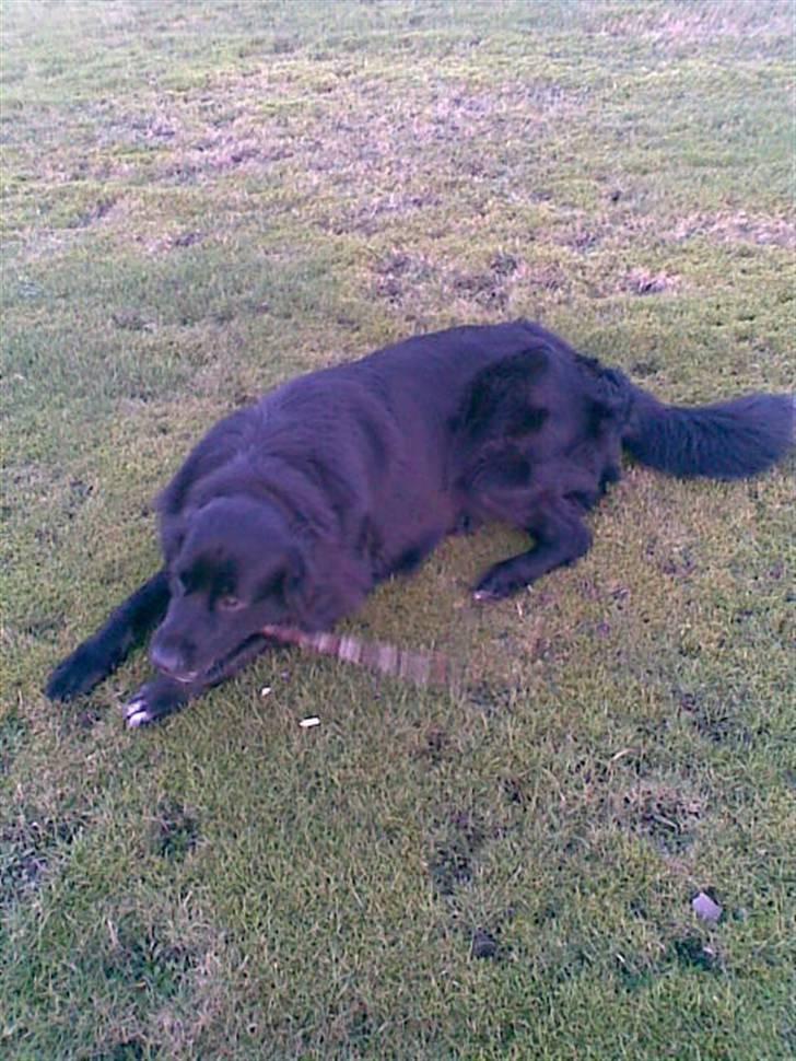 Blanding af racer retriver/newfoundlænder billede 13