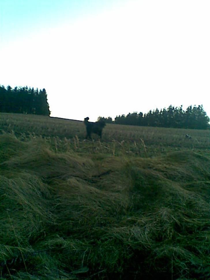 Blanding af racer retriver/newfoundlænder billede 14