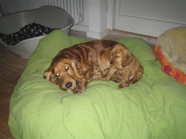 Cocker spaniel Armani - Armani sammen med sin lillesøster Chanel billede 13