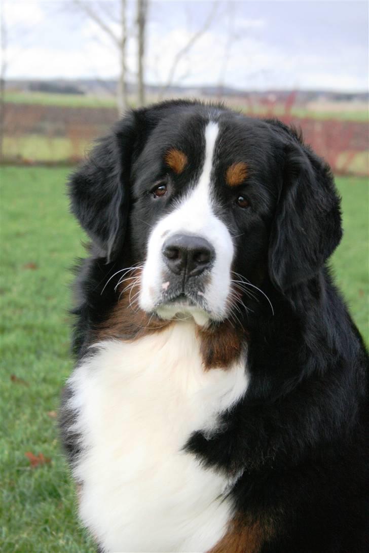 Berner sennenhund Zolo Vom Oberholzer Forst billede 6