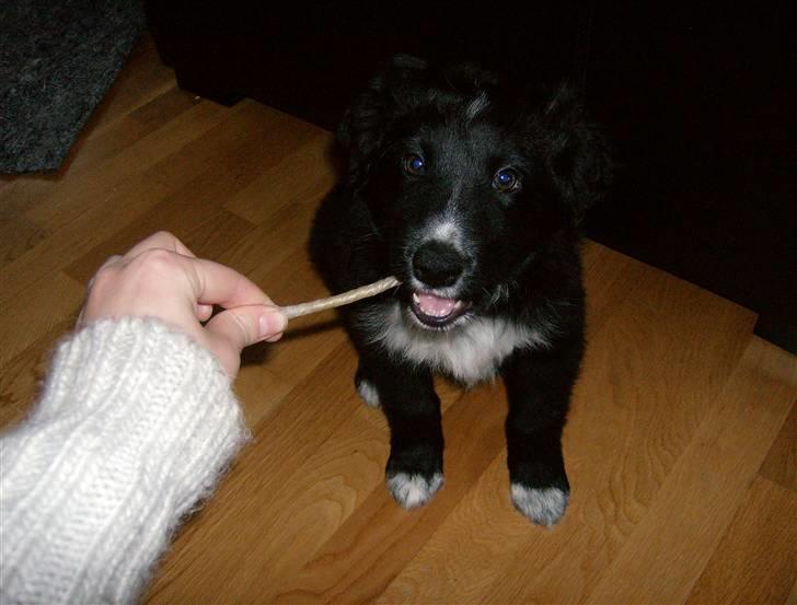 Blanding af racer Joey - Joey 8 uger, endelig fik vi ham med hjem billede 5