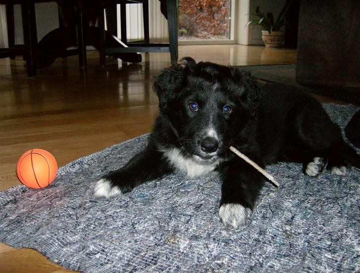 Blanding af racer Joey - Joey og hans bold, 8 uger billede 6