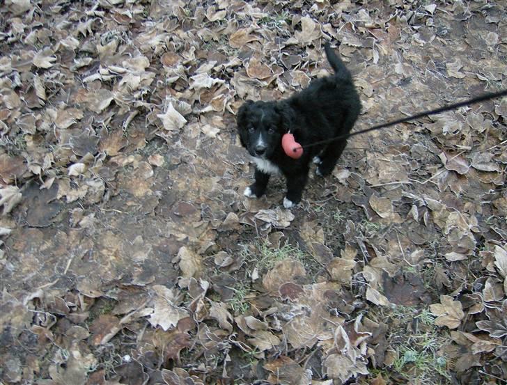 Blanding af racer Joey - Joey på gå-tur med hans pølsesnor, 9 uger billede 7