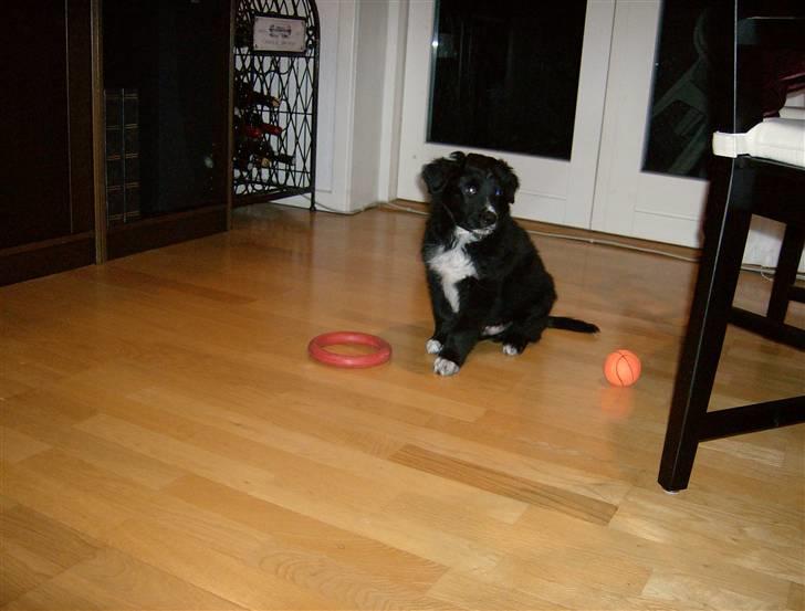 Blanding af racer Joey - Joey med hans nye bide-ring, 9 uger billede 8