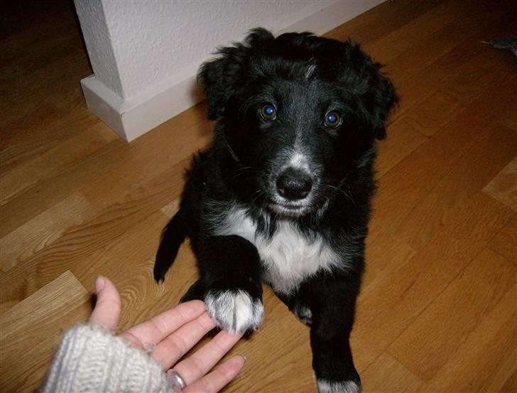 Blanding af racer Joey - Joey sidder og gir pote, 9 uger billede 9