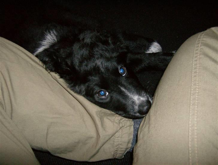 Blanding af racer Joey - Joey putter hos mor, 10 uger billede 10