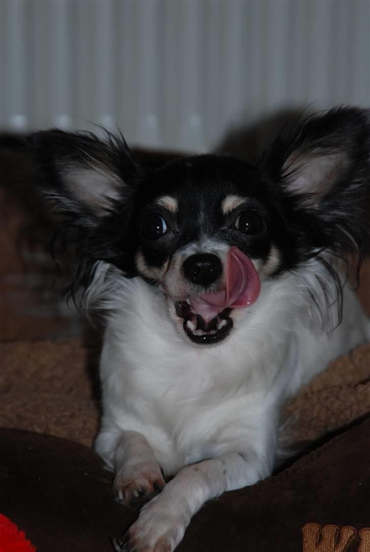 Chihuahua Dolly billede 4