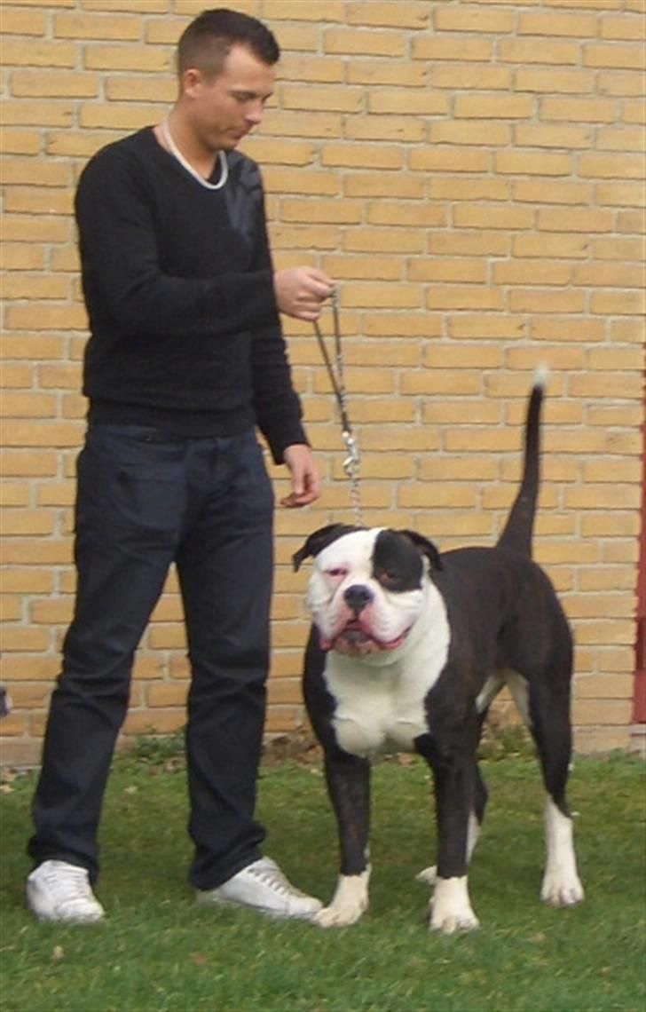 Amerikansk bulldog Magrethelund´s Santos - vvelkommen til min profil billede 1