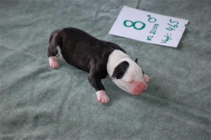 Amerikansk bulldog Magrethelund´s Santos - det er så mig ny født billede 2