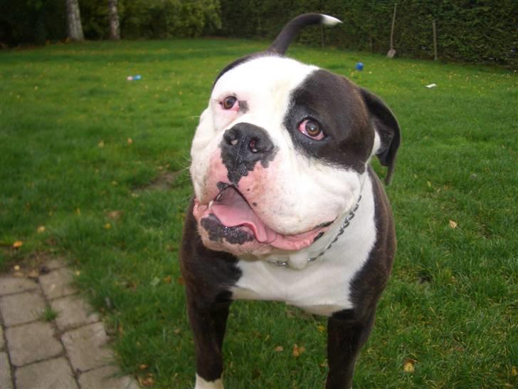 Amerikansk bulldog Magrethelund´s Santos billede 3