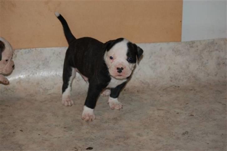 Amerikansk bulldog Magrethelund´s Santos - jeg tager jer grrrrrrrr billede 4