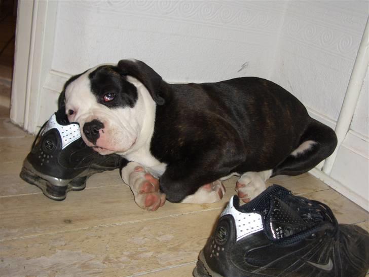 Amerikansk bulldog Magrethelund´s Santos - man kan jo blive træt billede 5
