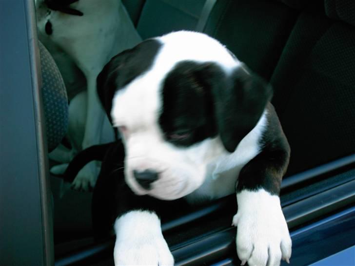 Amerikansk bulldog Magrethelund´s Santos - cool rider ha hah ha billede 6