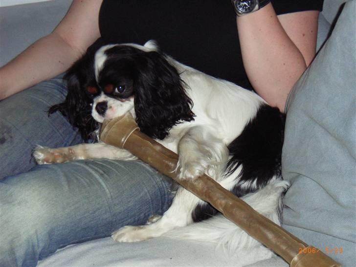 Cavalier king charles spaniel Bergkamp - Himmelhund - hehe... jeg gjorde det så godt jeg kunne, men benet vandt til sidst, måtte give op. Men jeg prøvede da! billede 19