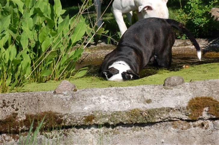 Amerikansk bulldog Magrethelund´s Santos - dyk and hvem mig jeg er da bare nysgerrig efter hvad der er der nede=O) billede 7