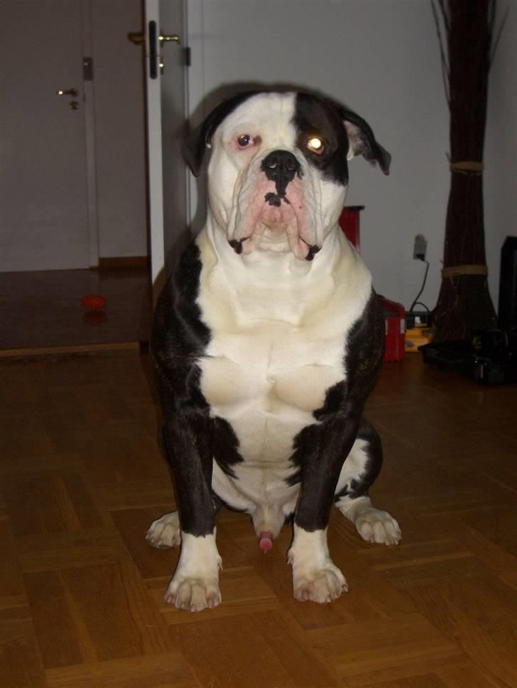 Amerikansk bulldog Magrethelund´s Santos - smil=O) =O) billede 8