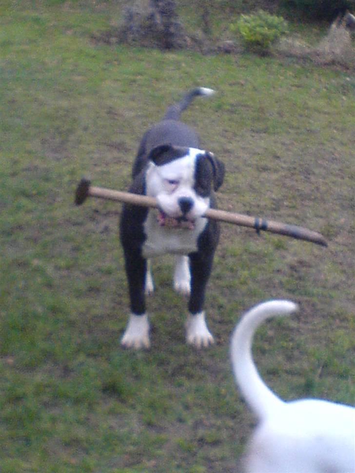 Amerikansk bulldog Magrethelund´s Santos - så fik jeg endelig noget af skovlen billede 9