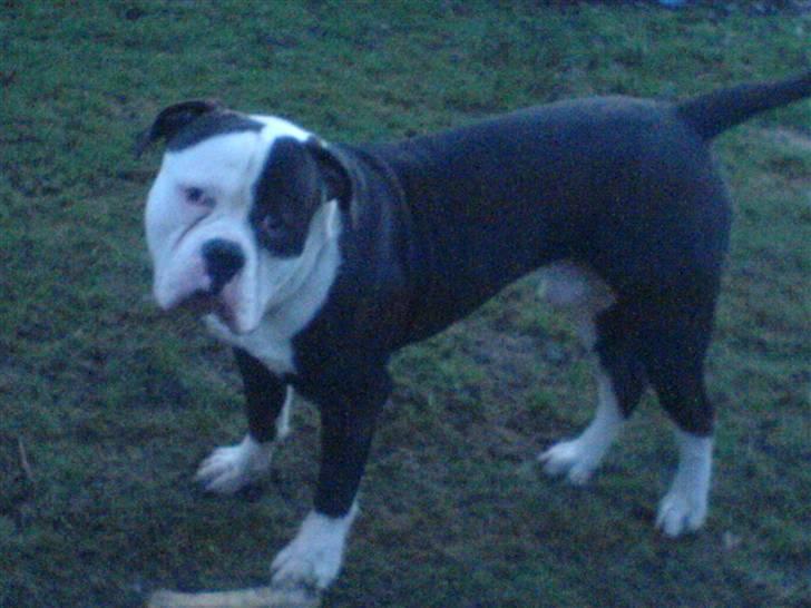 Amerikansk bulldog Magrethelund´s Santos - nej ikke nu far=( billede 10