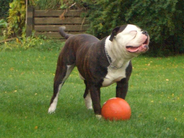 Amerikansk bulldog Magrethelund´s Santos - dejlig bold=O) billede 11