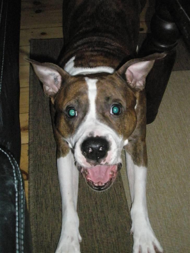 Amerikansk staffordshire terrier Bella - Skriiiiiiiiiiiiiiiiiiid med det kamera!!! billede 18