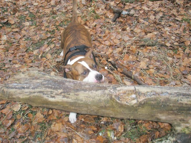 Amerikansk staffordshire terrier Bella - Napper lige den her lille pind med hjem ;) billede 19