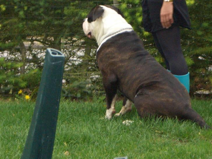 Amerikansk bulldog Magrethelund´s Santos billede 12