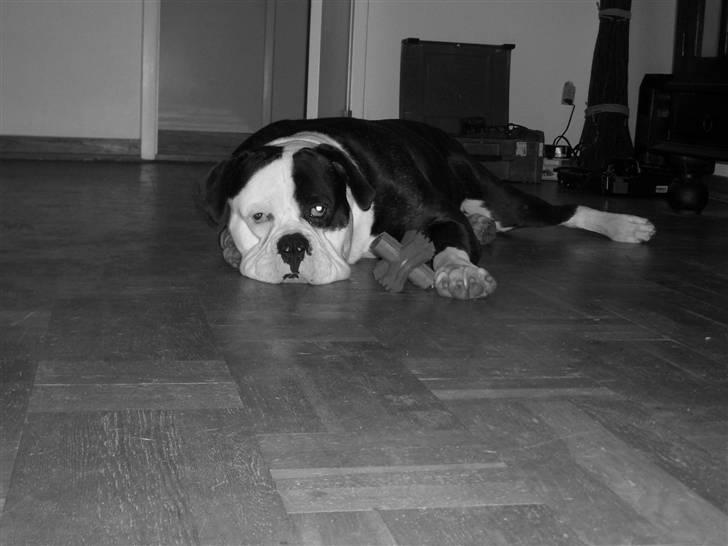 Amerikansk bulldog Magrethelund´s Santos - er rigtig god til og ligge =) billede 13