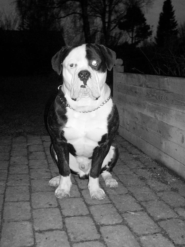 Amerikansk bulldog Magrethelund´s Santos - er også god ti og side billede 14