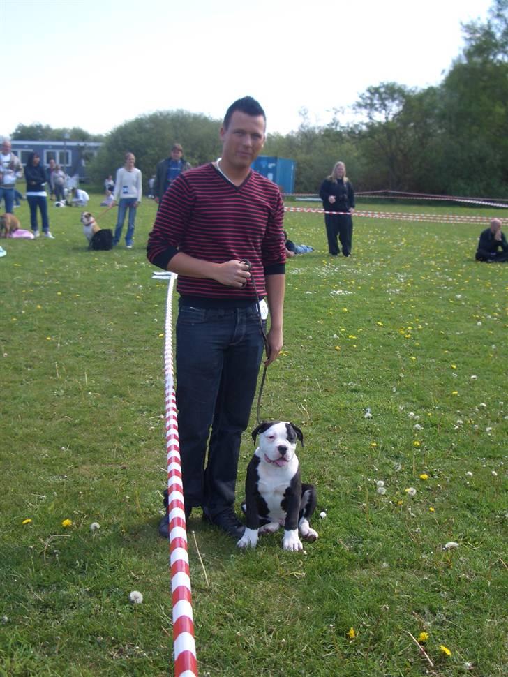 Amerikansk bulldog Magrethelund´s Santos - mit første show med far=O) billede 15