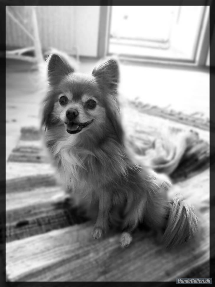 Blanding af racer Bella - Sommer 2010. billede 15