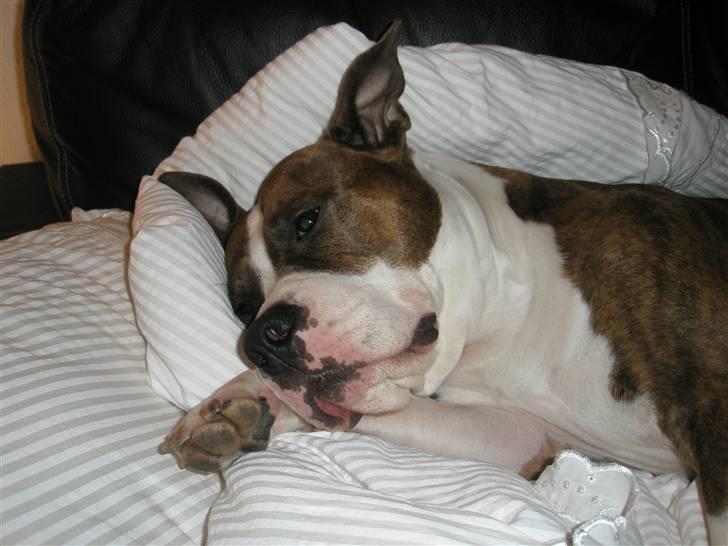 Amerikansk staffordshire terrier Bella - Dejlig dyne mor har der :) billede 20