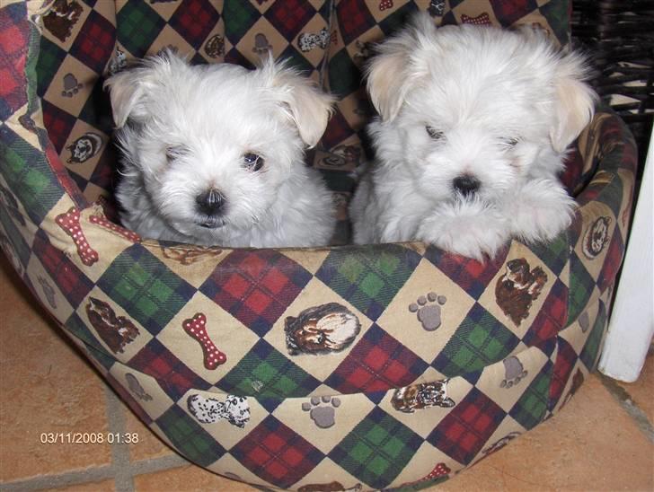 Malteser Donna nu med lille søster - Buster og Bastian billede 8