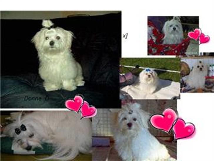 Malteser Donna nu med lille søster - donna med sønner  billede 9