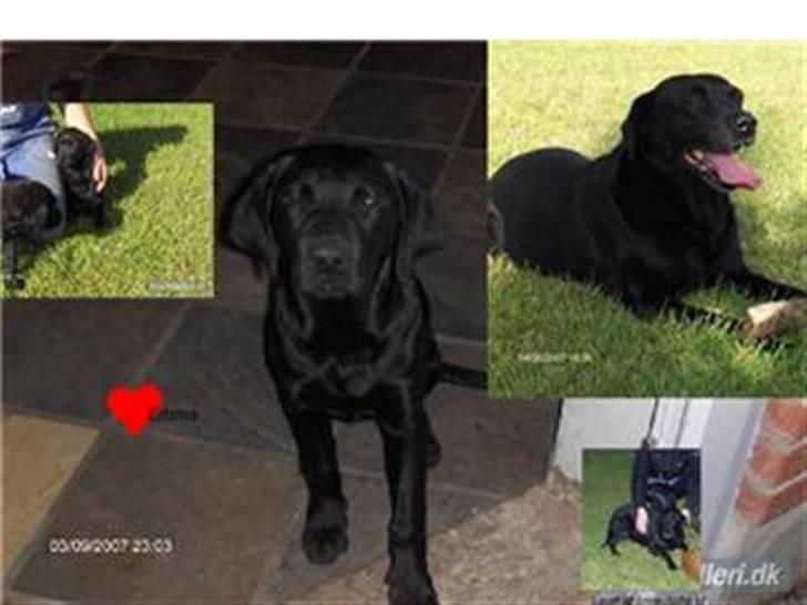 Labrador retriever emma  ( I himlen )- sasja - Emma med familie billede 10