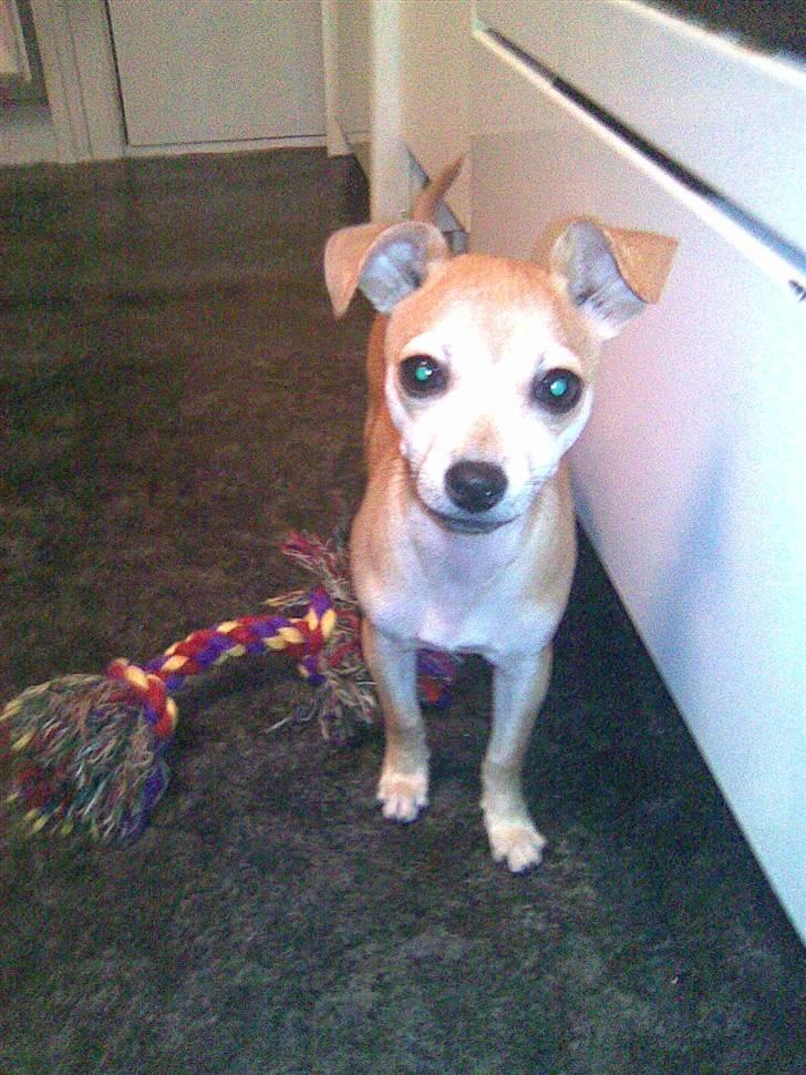 Chihuahua Chloé solgt 1/9-08 - Mig og mit bidereb som jeg har haft siden jeg var helt lille og ikke engang kunne løfte det. billede 7