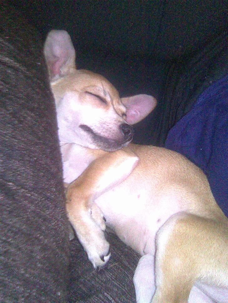 Chihuahua Chloé solgt 1/9-08 - Sover i mit hjørne af puder og tæpper jeg kan grave mig ned i, elsker det bare. billede 8