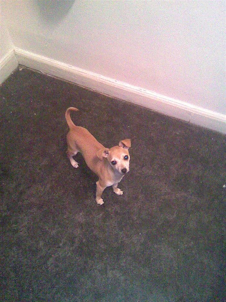 Chihuahua Chloé solgt 1/9-08 - Se lille jeg er på det store tomme køkkengulv billede 9